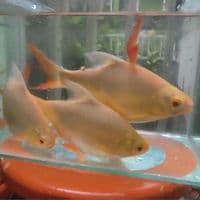 20-23CM KAVIAT ALBINO 4 EKOR