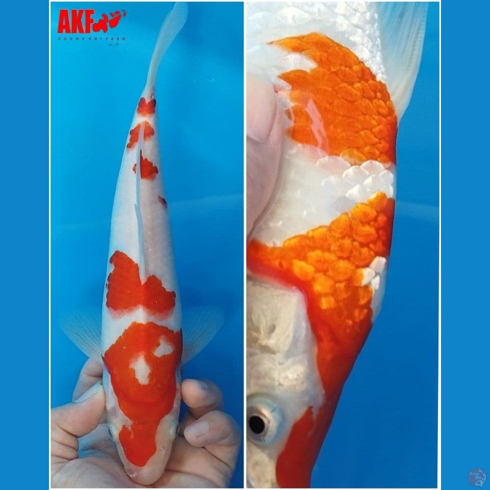 Kohaku AKF punuk 26cm