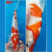 Kohaku AKF punuk 26cm