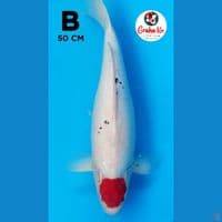 Jumbo Tanco Sanke Tategoi 50cm