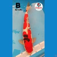 Sanke Doitsu Bulky 42cm