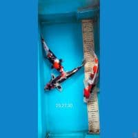showa mix kin showa 25,27,30cm