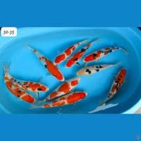 30-35cm Paket 10ekor Mixkoi