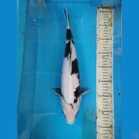 shiro jantan 39cm