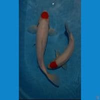 tanco 30/43 cm