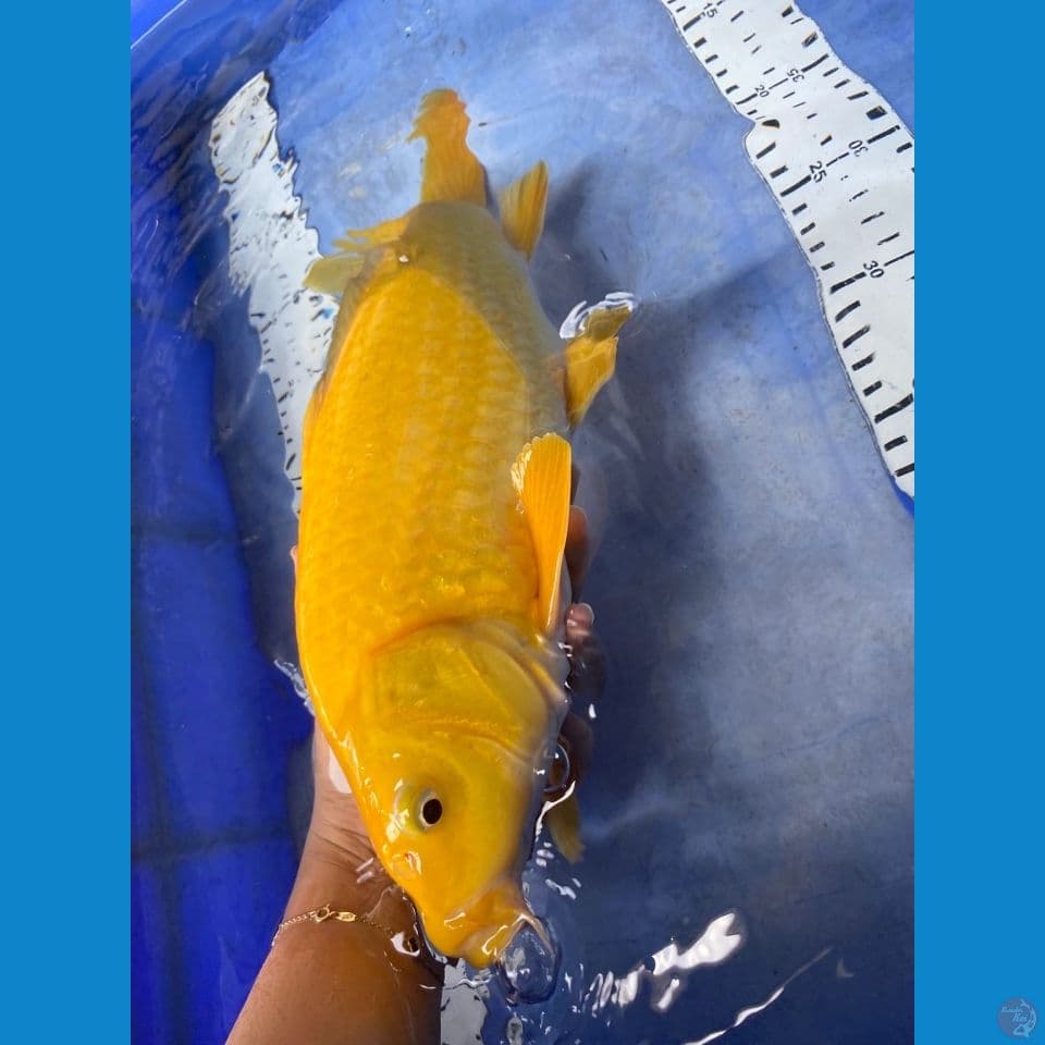 karashi lemon 42