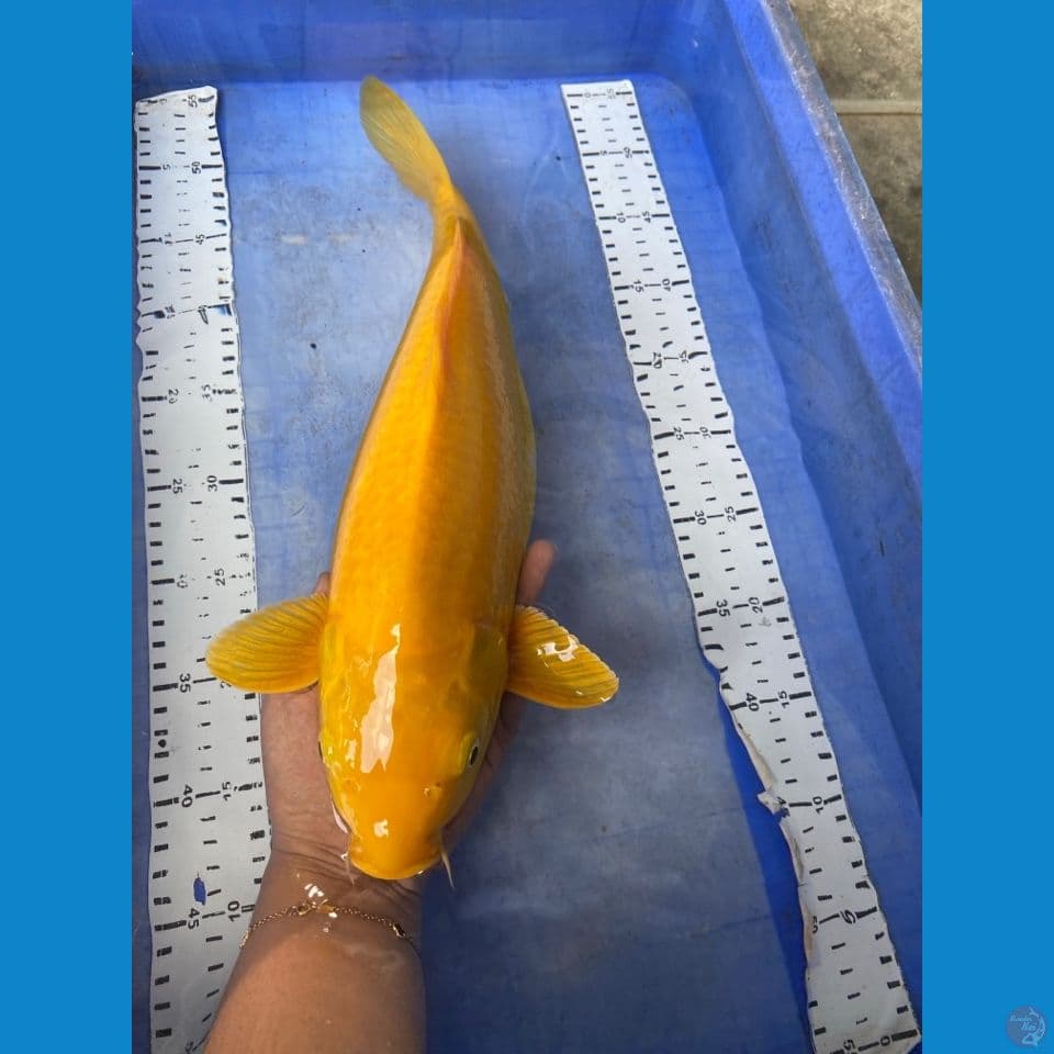 karashi lemon 42