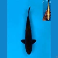 karasugoi 33cm