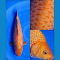 SUPER CARAMEL SHOW QUALITY 40CM MALE