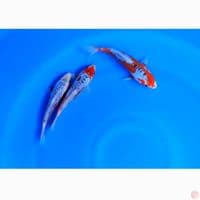 3 EKOR SHUSUI BLOODLINE YAMAJU 17-20CM