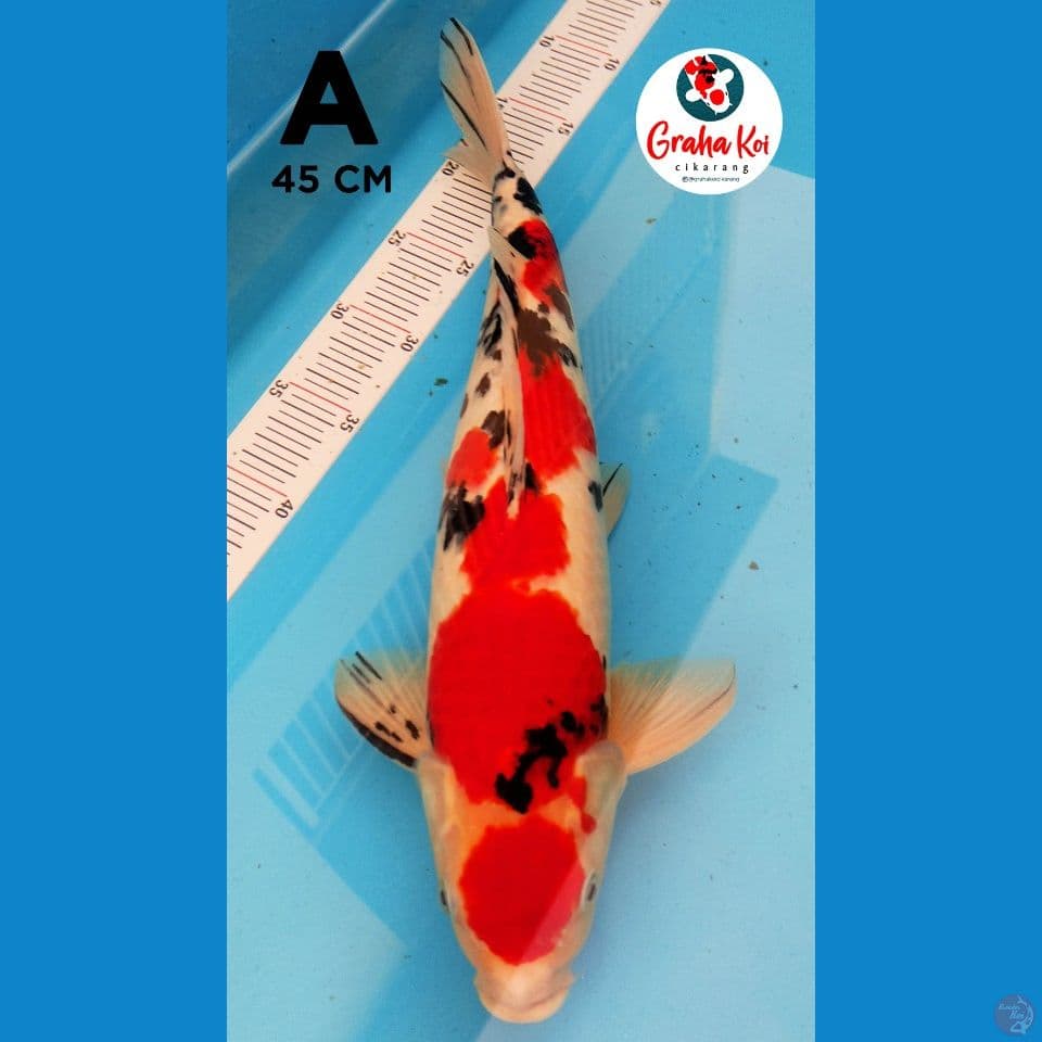 Sanke Maruten 45cm