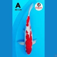 kohaku strong 49cm