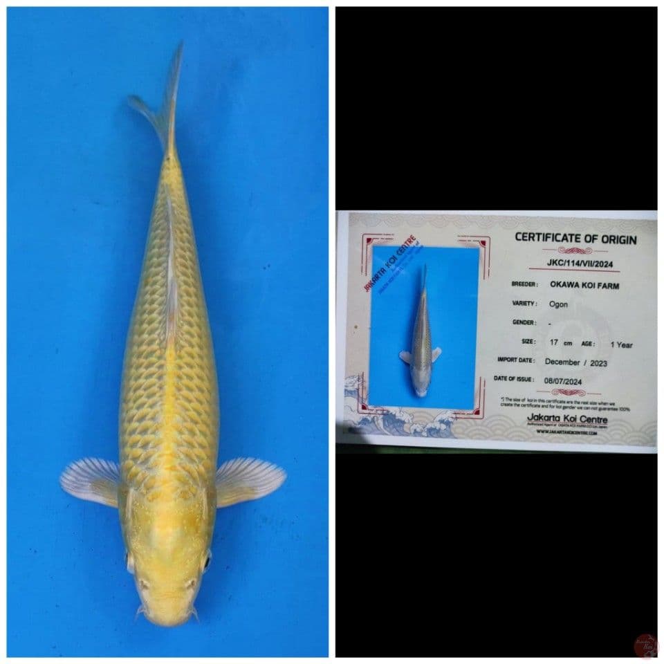 Okawa Ogon