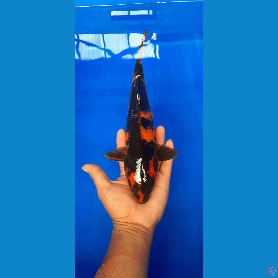 hi utsuri 30cm