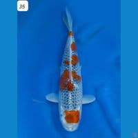 35cm Goshiki Maruten