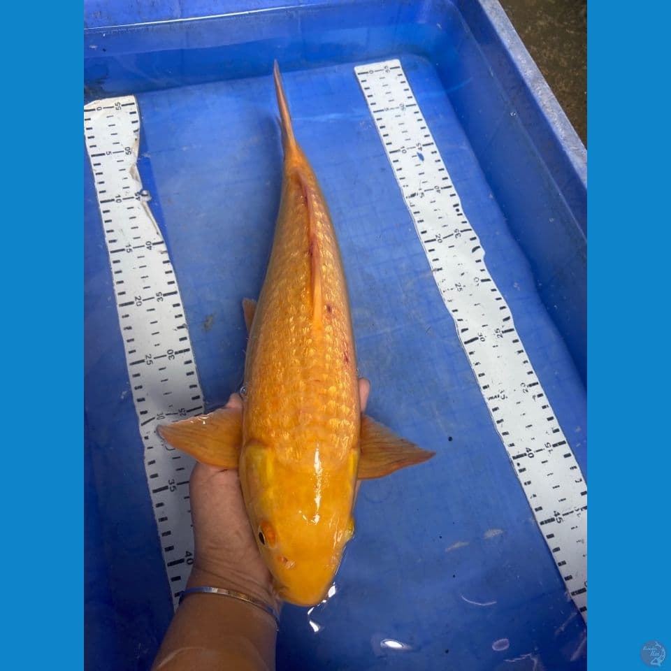 v1 karashi ginrin 41 male