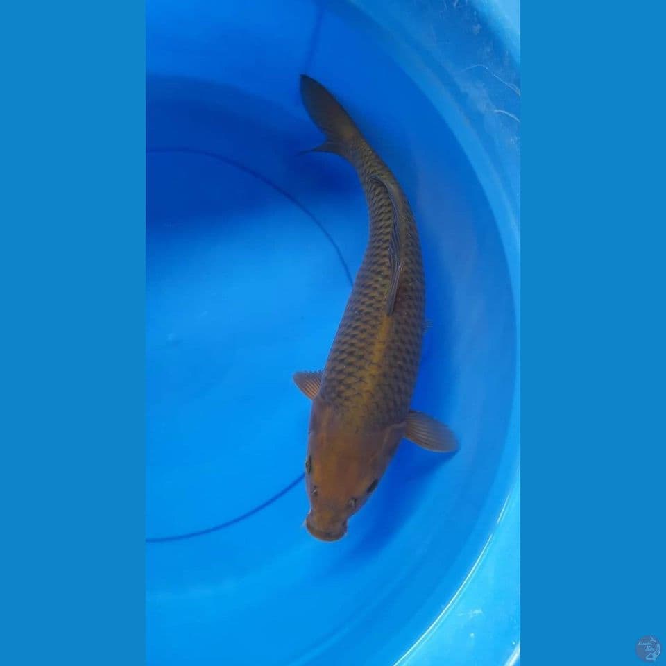 chagoi 40cm
