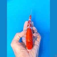kohaku 17cm