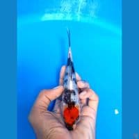 tancho showa 18cm