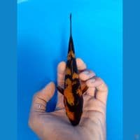 hiutsuri 16cm