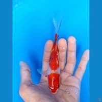 kumpay 17cm