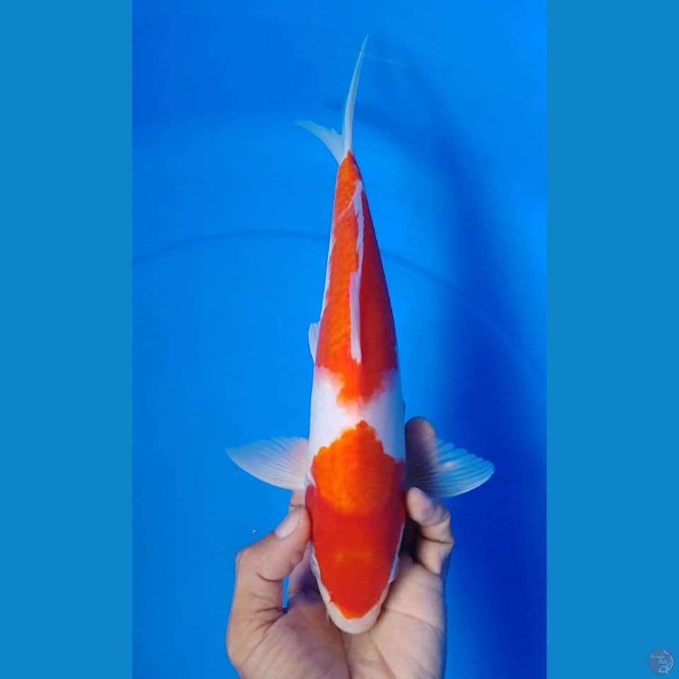 kohaku : 29cm.m