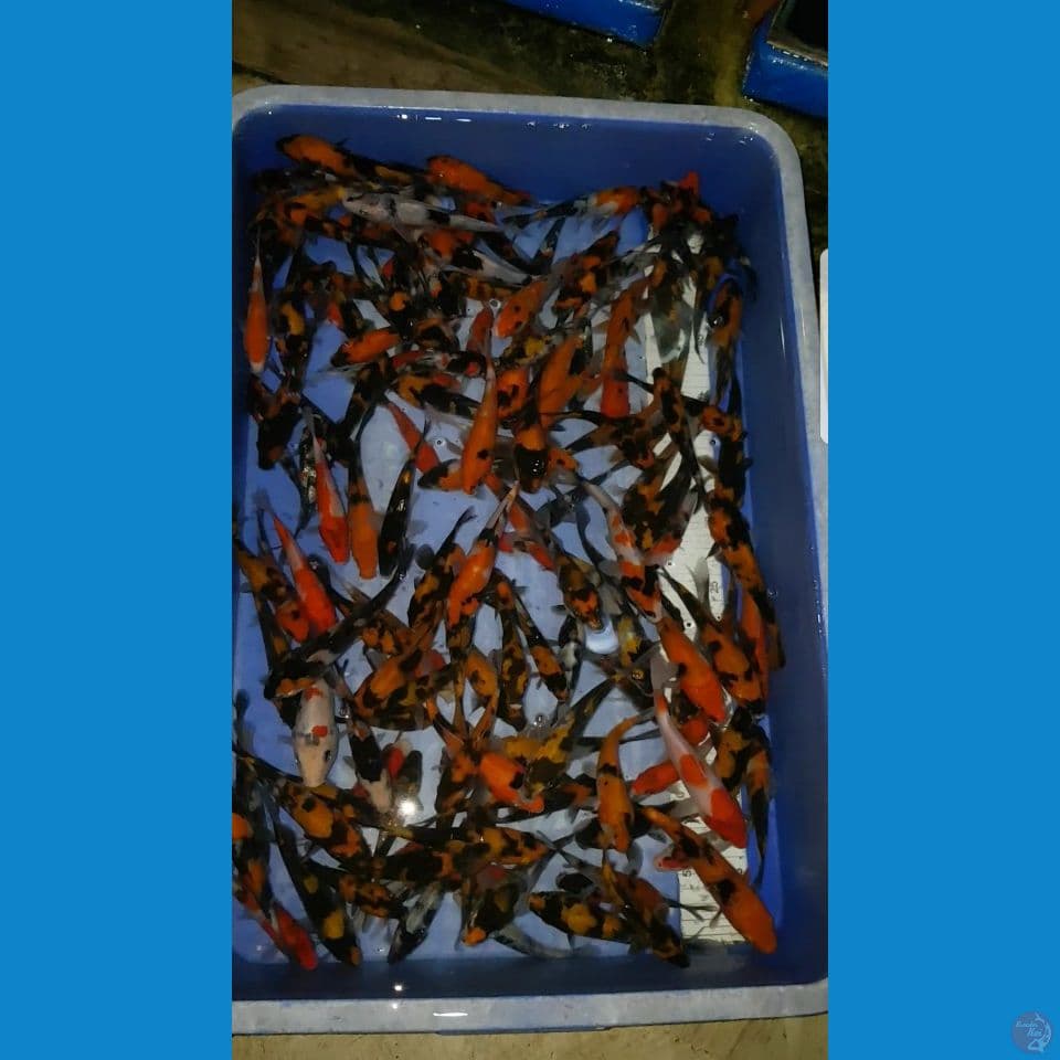 PAKET SHOWA 11-10 CM (150 EKOR)