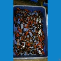 PAKET SHOWA 11-10 CM (150 EKOR)