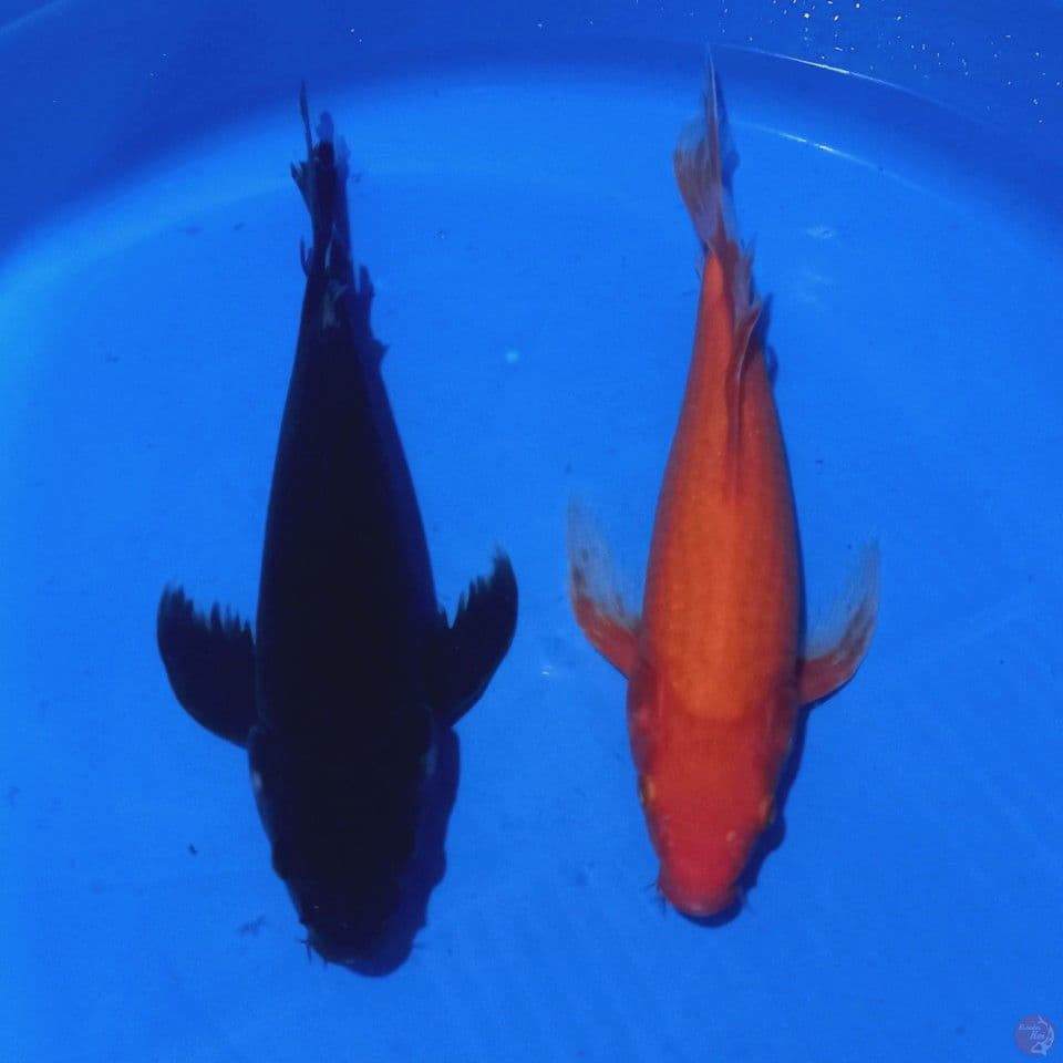 KUMPAI KARASHU & AKAHAJIRO 30-31CM