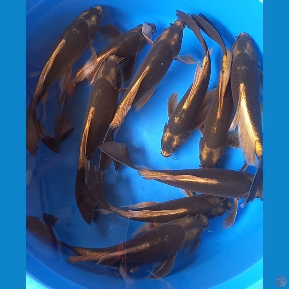 KUMPAY KABUTO 12 EKOR 30-34CM