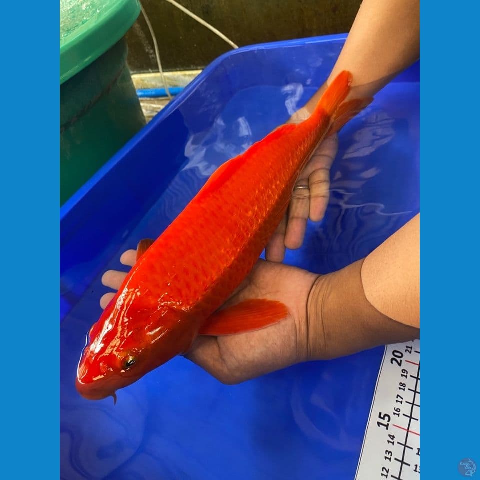 red chagoi 40 cm male punuk-c2