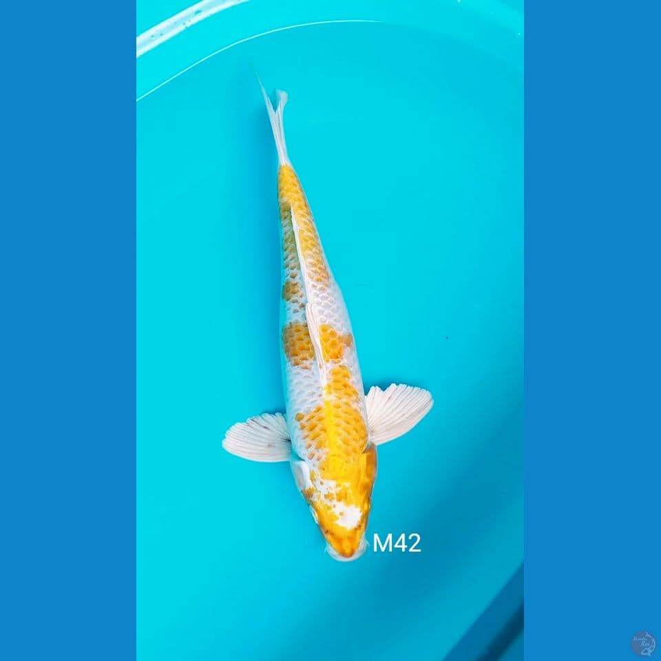 hariwake male 42cm 