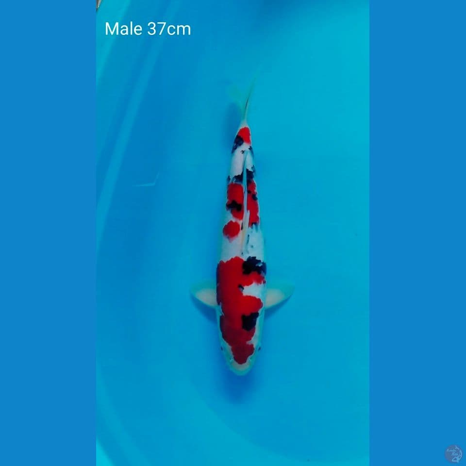 sq sanke male 37cm