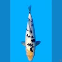 Bekko SQ Import  Japan Momotaro Koi Farm 40cm