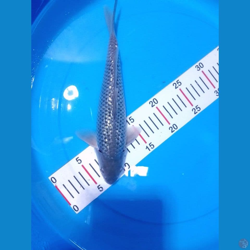 soragoi full gindrin 29cm