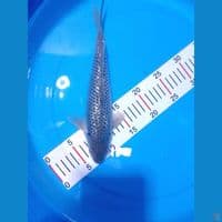 soragoi full gindrin 29cm