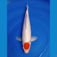 TANCO KOHAKU 40 BU 