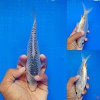 ASAGI 20CM