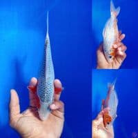 ASAGI 22CM