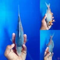 ASAGI 23CM