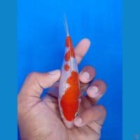 KOHAKU GINRIN 15BU