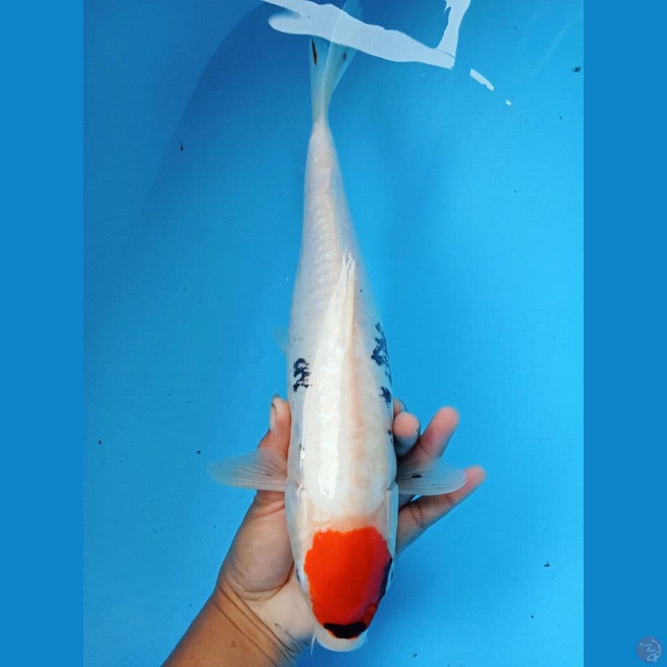 tanco kumon 34cm
