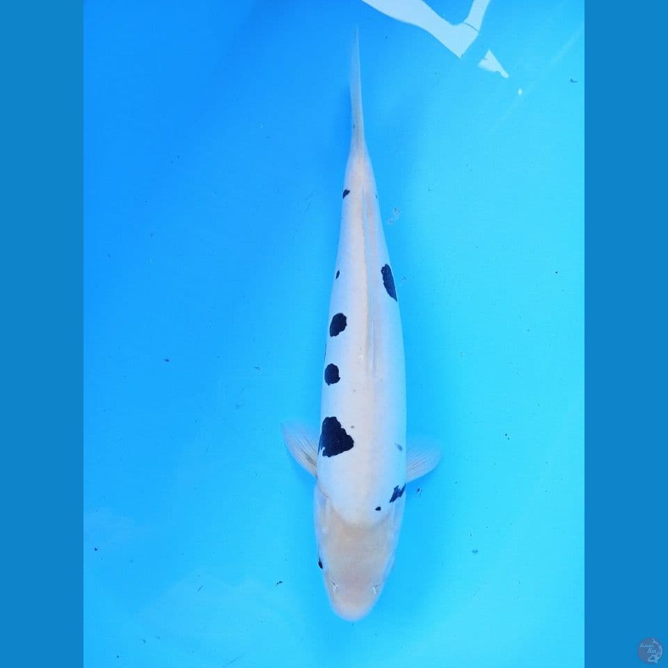 beko doitsu 40cm