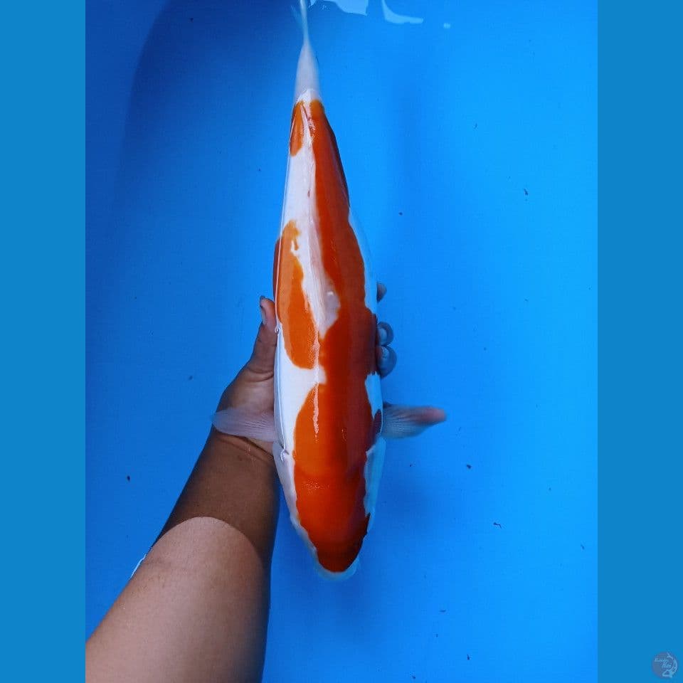 kohaku doitsu 40cm