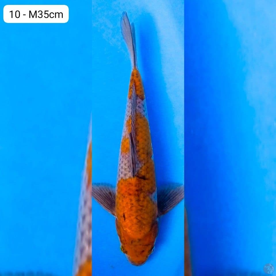 Ochiba M35cm