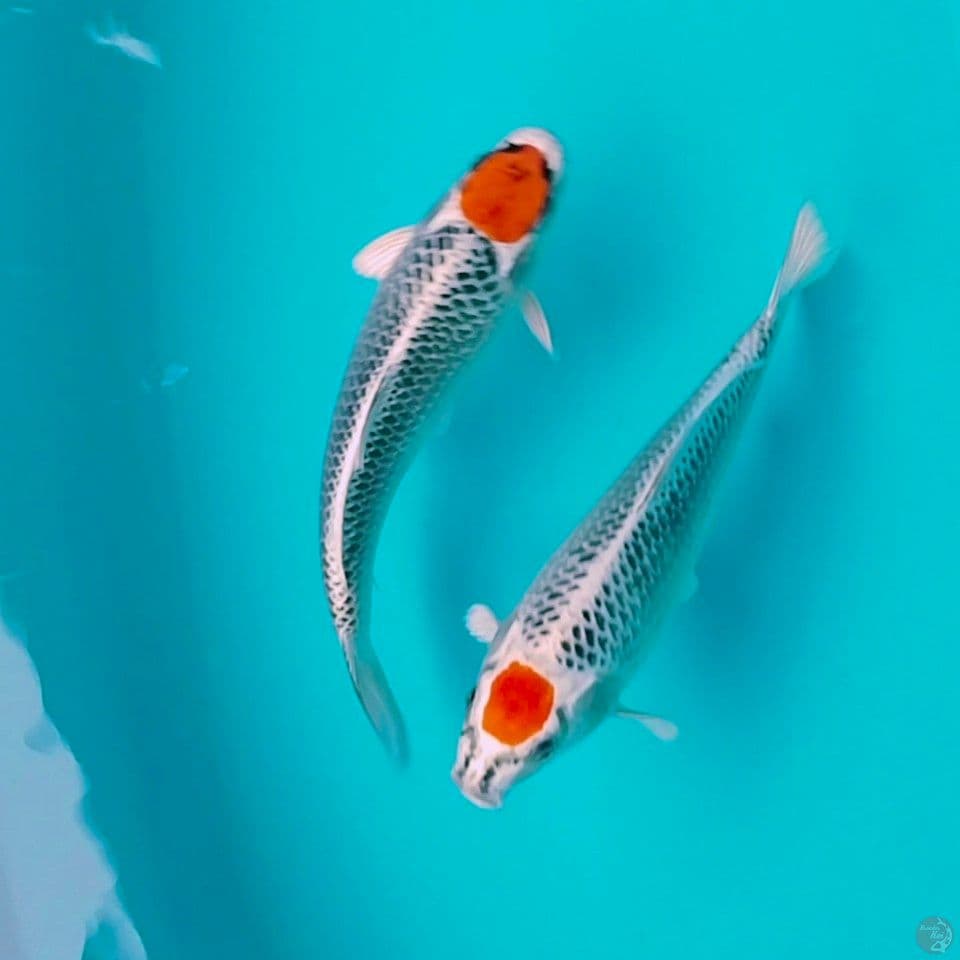 all male 30cm