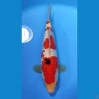 SANKE HQ GINRIN PADAT 30cm - FEEMALE 
