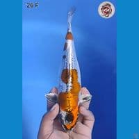 Kiko Original 26cm Betina (Sirip Ekor Atas Sedikit Melintir)