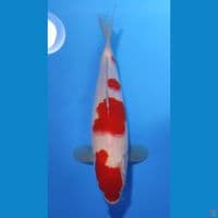 KOHAKU BAKAT JUMBO 30cm - FEEMALE 