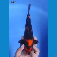 Hi Showa Original Hitam Pekat 24cm Betina 